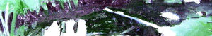 Waldstück 2705 II, Dömer 2005